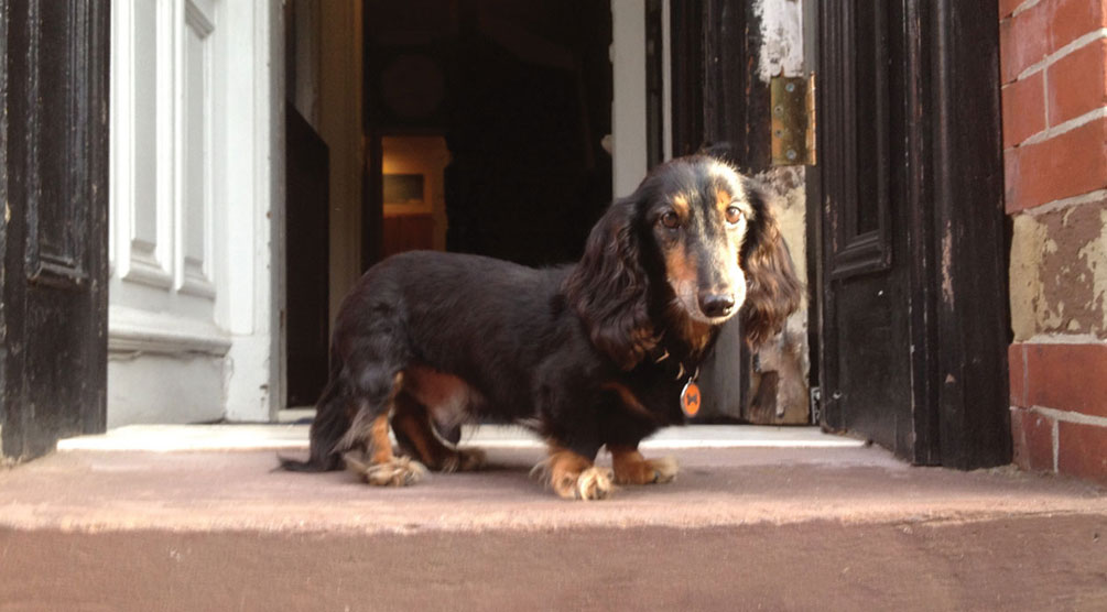 dachshund illustration